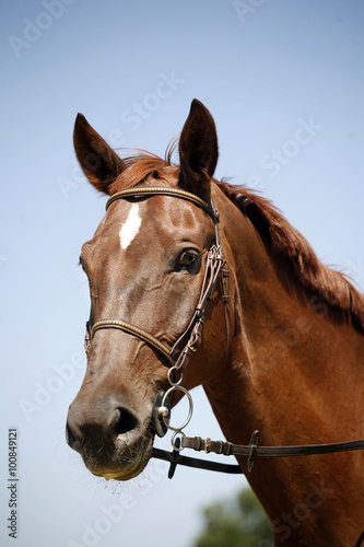 Close up of a young thoroughbred chestnut stallion against blue sky background summer time
