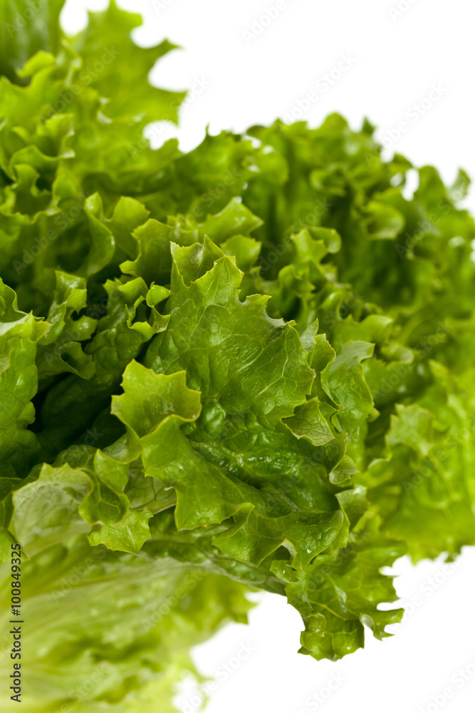 Fresh Green Lettuce Salad Isolated. Selective focus. Fresh Green Lettuce Salad Isolated. Selective focus.