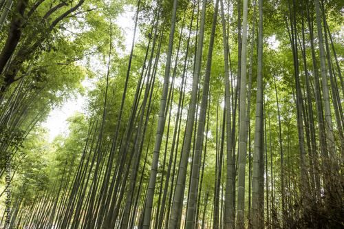 竹林 嵐山