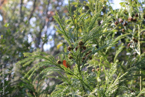 ヒノキの枝の花粉