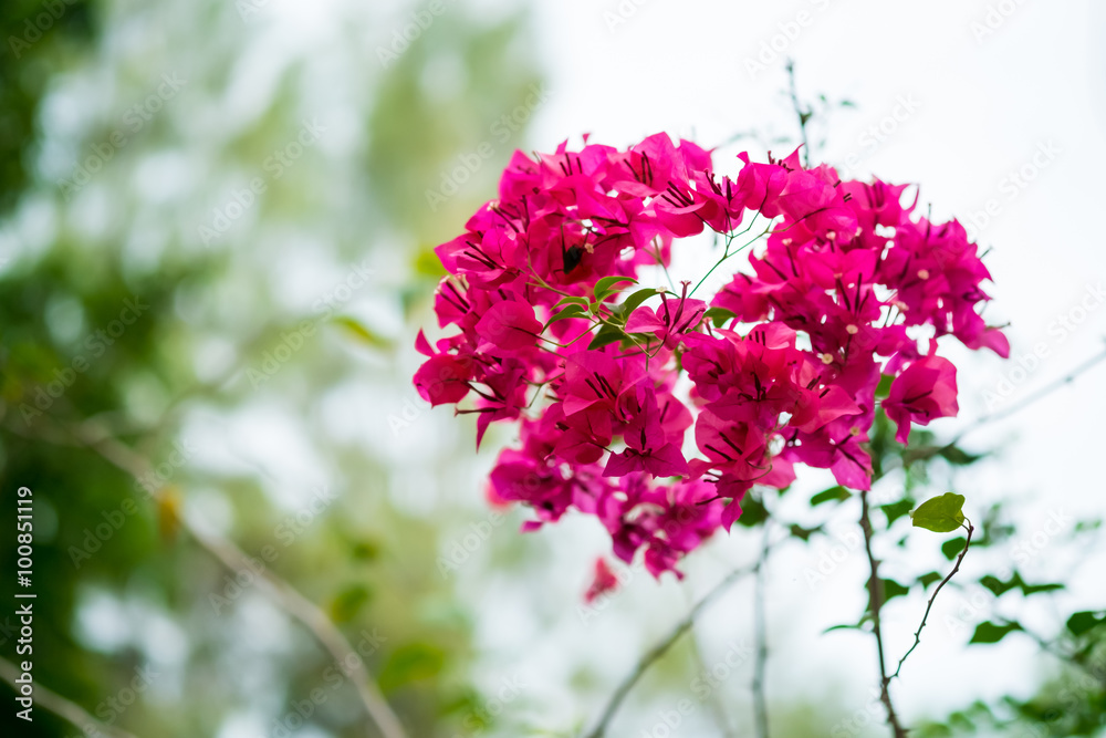 Heart Shape Magenta Bougainvillea Flowers Heart Shape Magenta Bougainvillea Flowers