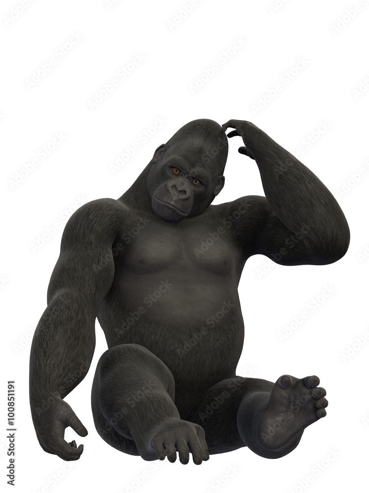 Gorilla sitting and scratching, monkey isolated on white background