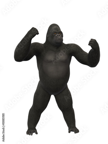 Gorilla chest thumping  ape isolated on white background