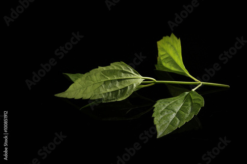 green leaf