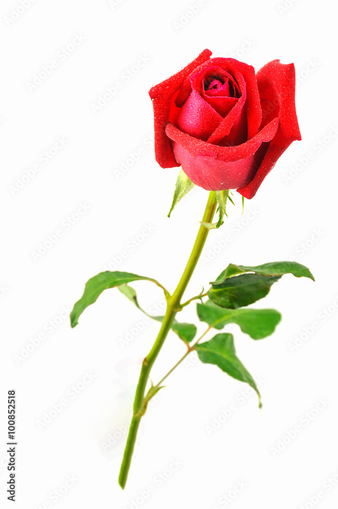 Red rose isolated over white Red rose isolated over white