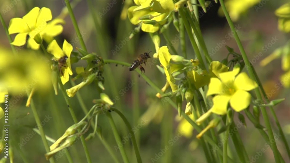 Flying worker bee collects nectar. Slow mo. Flying worker bee collects nectar. Slow mo.
