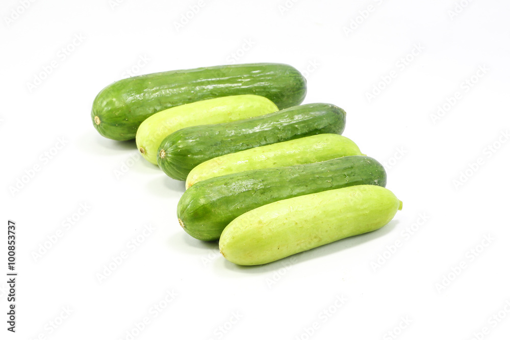 Cucumber Cucumis sativus Cucumber Cucumis sativus