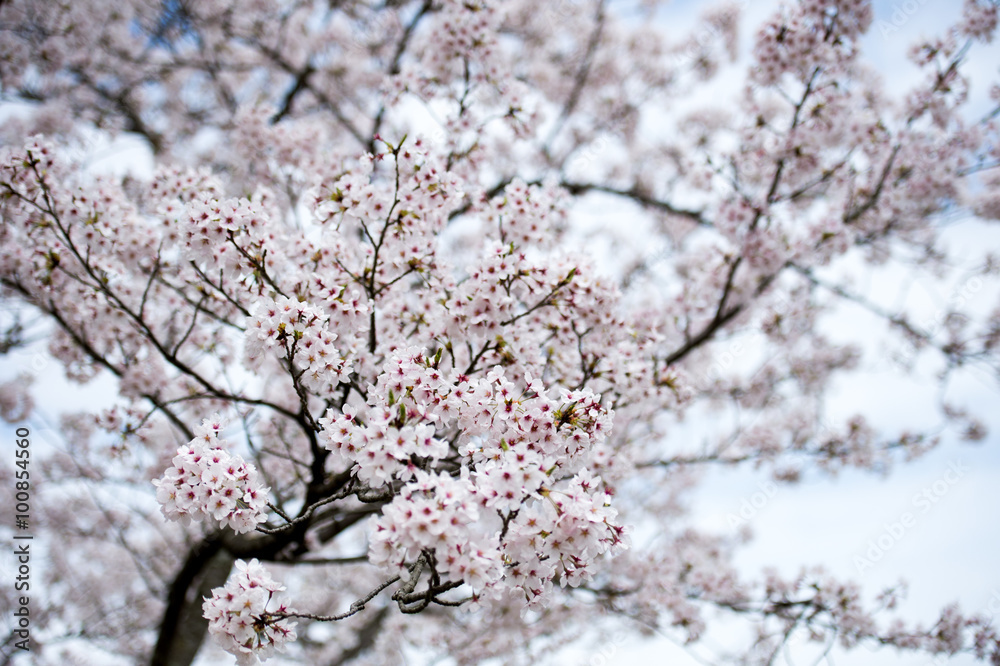 桜の花