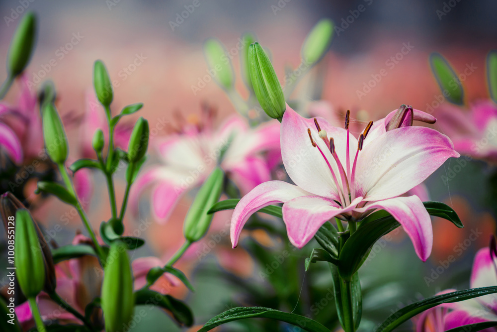 Lilies Flowers Bouquet