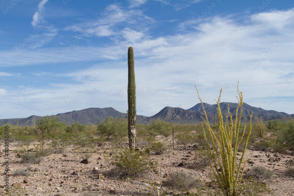 cactus in the landscape