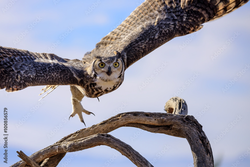 Fototapeta premium Great horned Owl