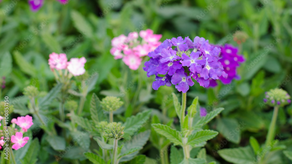 verbena (verbenas or vervains ) blooming in garden verbena (verbenas or vervains ) blooming in garden