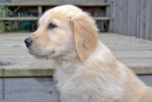 side profile of blond golden retriever puppy