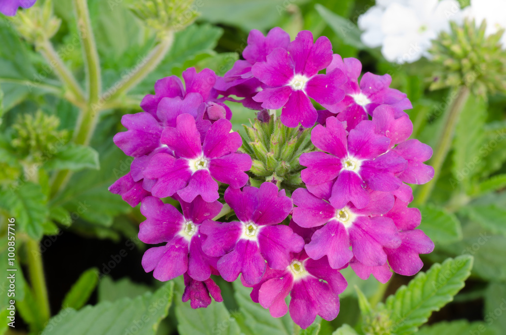 Verbena (verbenas or vervains ) blooming in garden