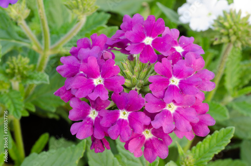 Obraz na płótnie Verbena (verbenas or vervains ) blooming in garden w salonie
