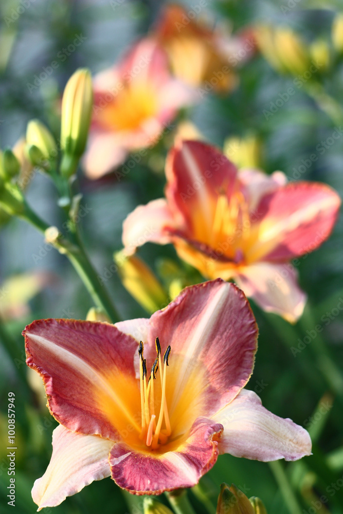 The hemerocallis plentifully blossoms flowers with large buds and motley petals.