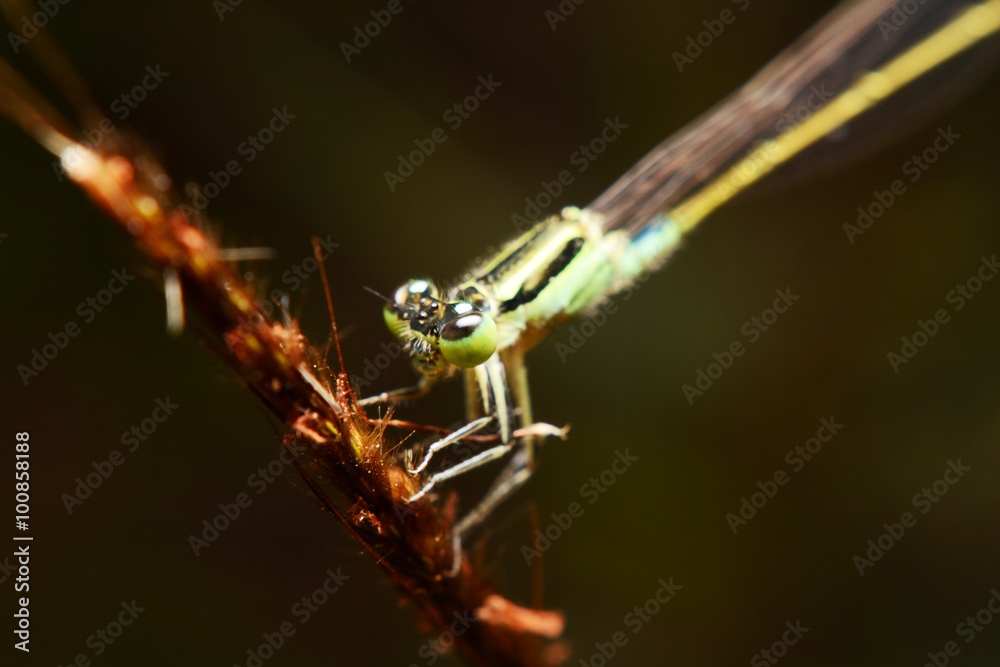 insect and small life 