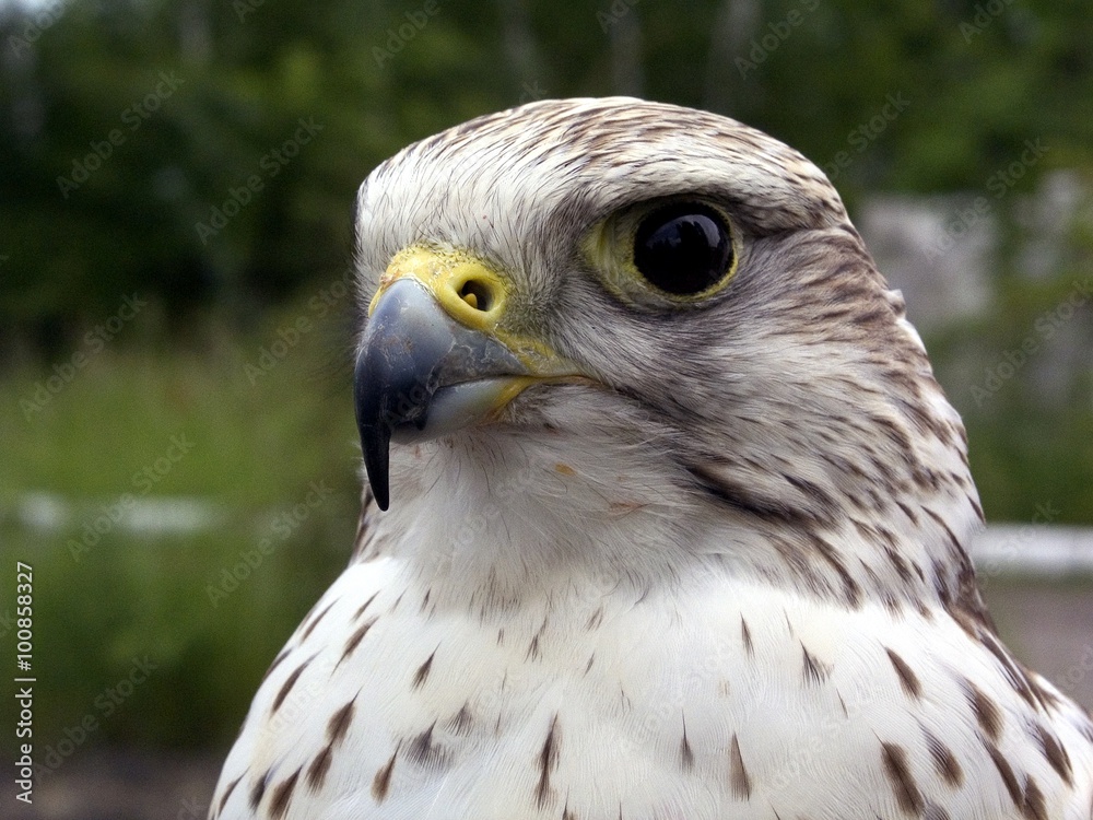 Young falcon endangered species. Young falcon endangered species.