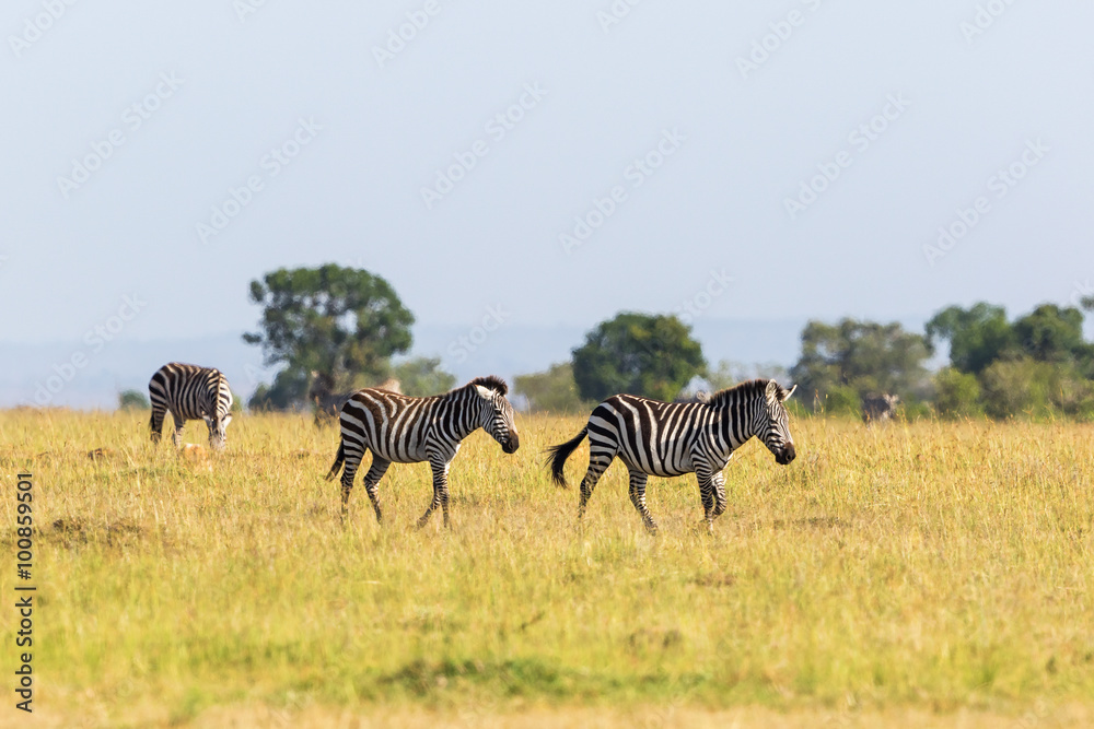 Obraz premium Zebras which migrate the savannah