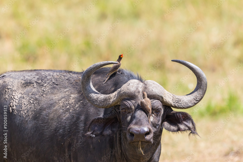 African buffalo with a yellow-billed oxpecker on his nose African buffalo with a yellow-billed oxpecker on his nose