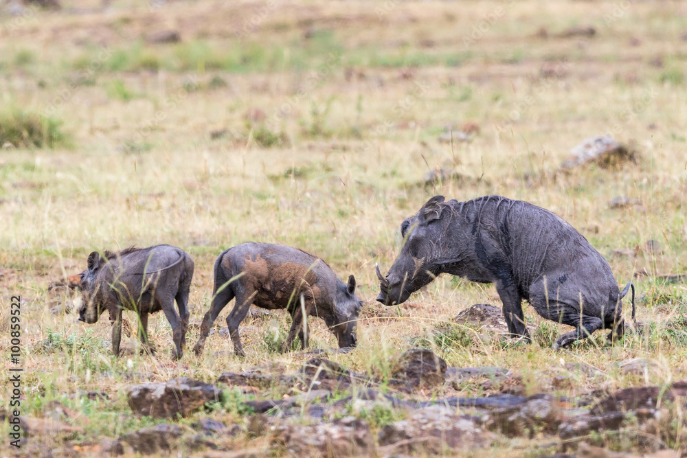 Warthog with young ones on the savanna Warthog with young ones on the savanna
