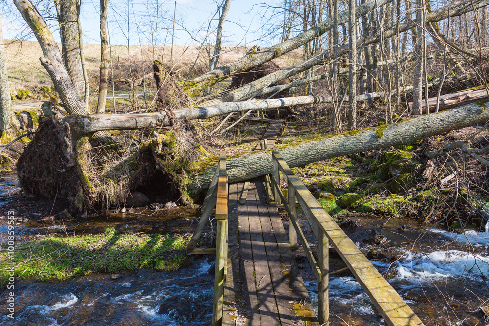 Storm damaged forest by hiking trails Storm damaged forest by hiking trails