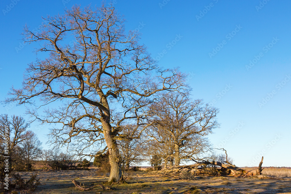Pasture with oak trees in spring landscape Pasture with oak trees in spring landscape