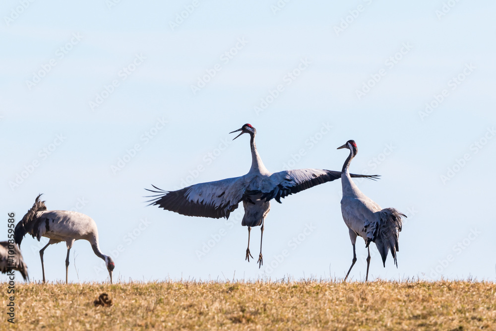 Obraz premium Dancing Crane in the spring