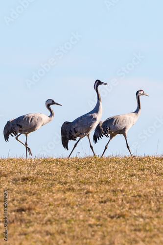Three cranes in the spring