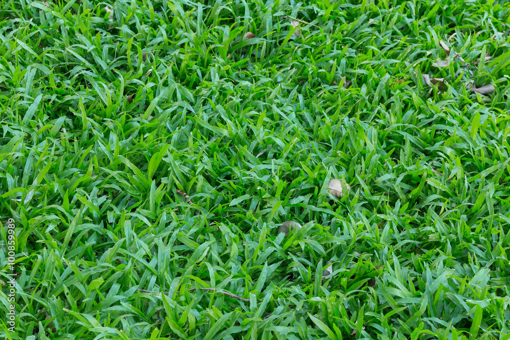 green grass in the garden green grass in the garden
