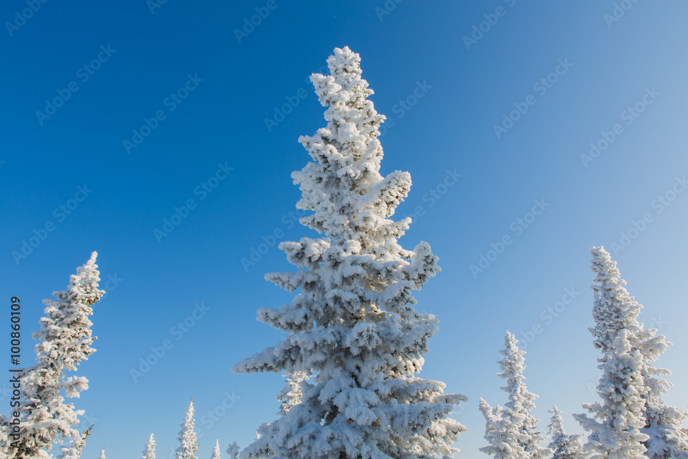 Beautiful winter landscape. Beautiful winter landscape.