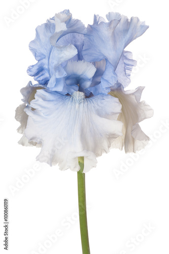 Fototapeta Naklejka Na Ścianę i Meble -  iris