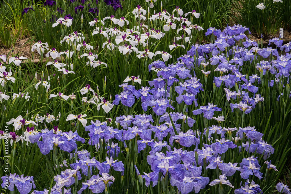 ハナショウブ・染谷花菖蒲園 ハナショウブ・染谷花菖蒲園