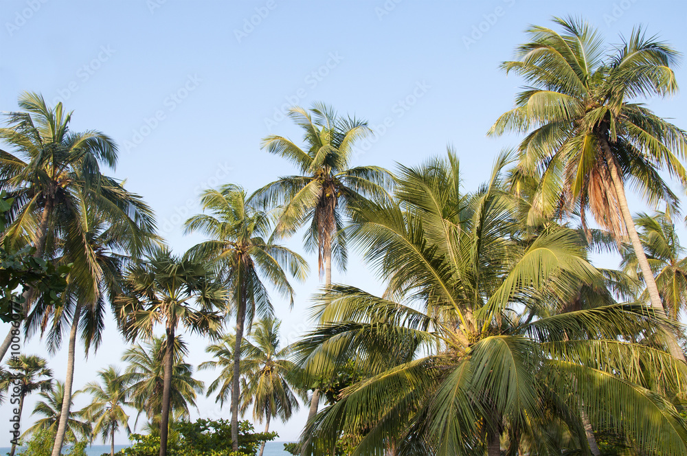 Palm trees against a beautiful clear sky