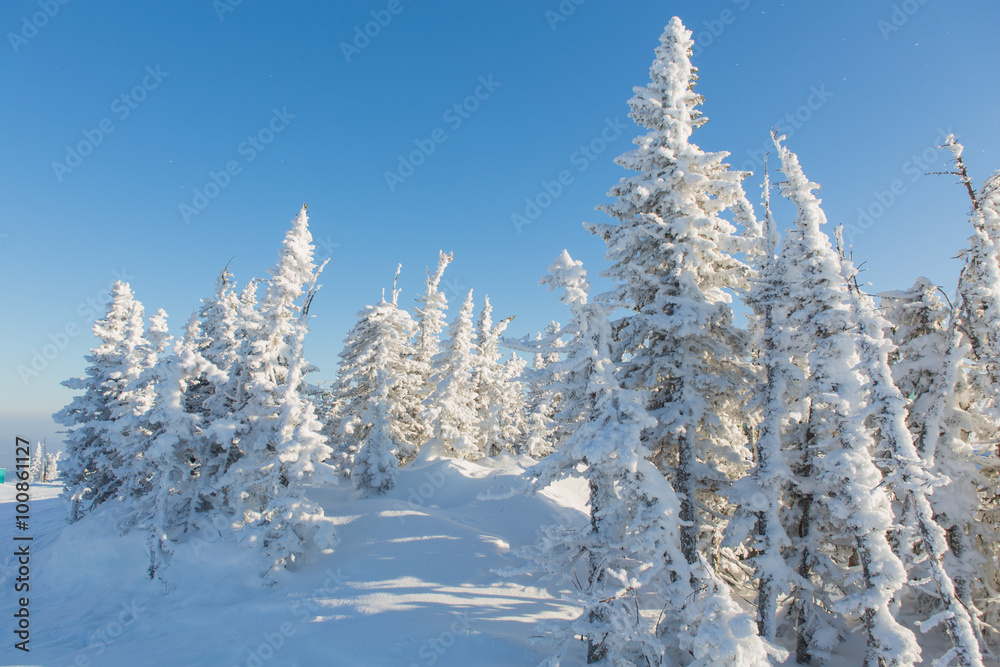 Beautiful winter landscape. Beautiful winter landscape.