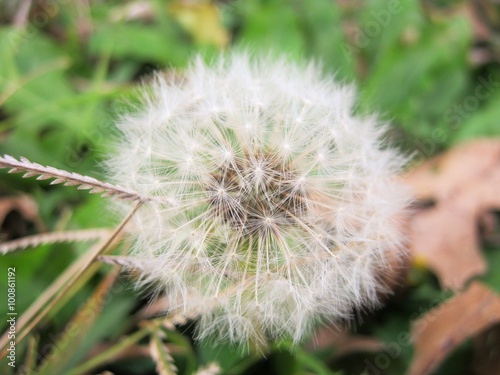 Alone small white dandelion is dancing in the wind.