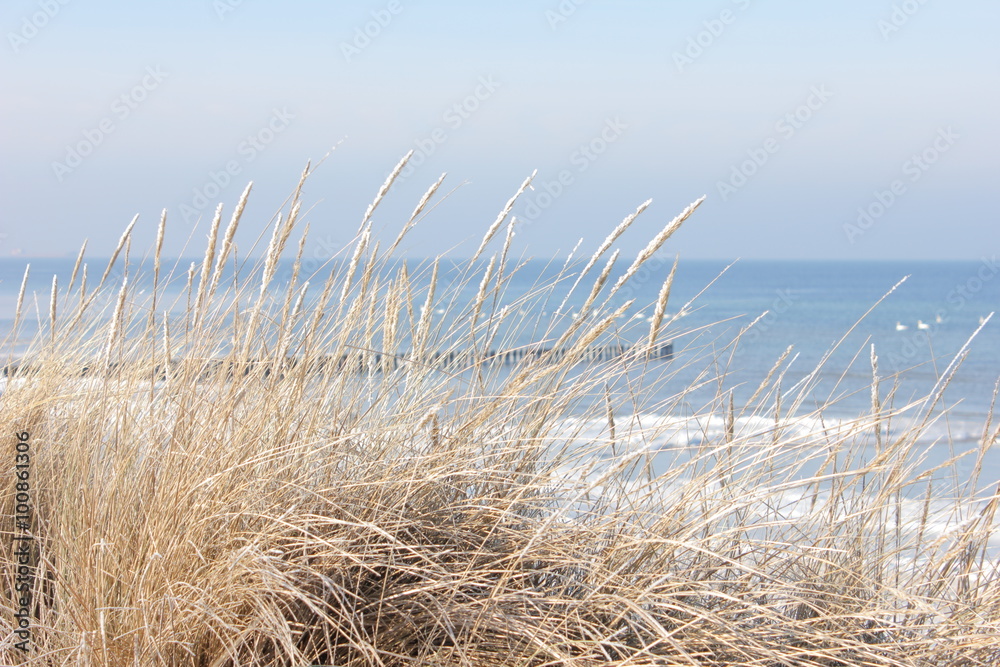 Naklejka premium Ostsee Winter Schnee Seegras Strand