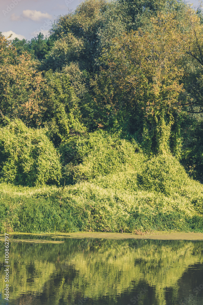 Fototapeta premium Green Forest and River Retro