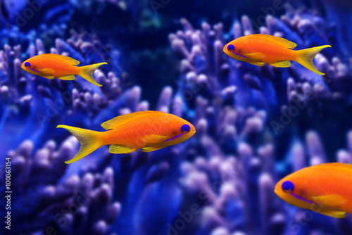 coral fish - Pseudanthias squamipinnis