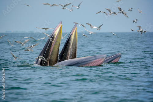 Whale mother and son are hunting anchovy in Bangtaboon bay, Thailand.  While seagulls flying around for robbing them to eat fish Kratak.  Tourists come to enjoy for watching whales