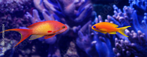 Fototapeta Naklejka Na Ścianę i Meble -  coral fish - Pseudanthias squamipinnis