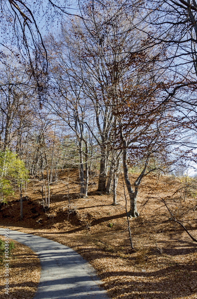 Antumnal forest with fallen leaves in the Plana mountain, Bulgaria Antumnal forest with fallen leaves in the Plana mountain, Bulgaria