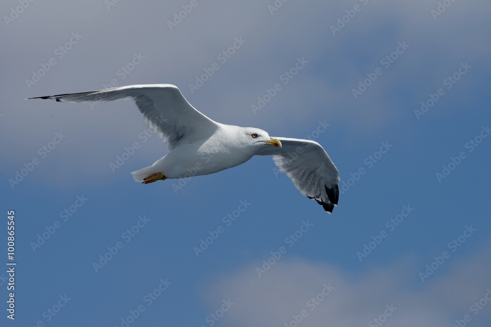 European Herring Gull, Larus argentatus European Herring Gull, Larus argentatus