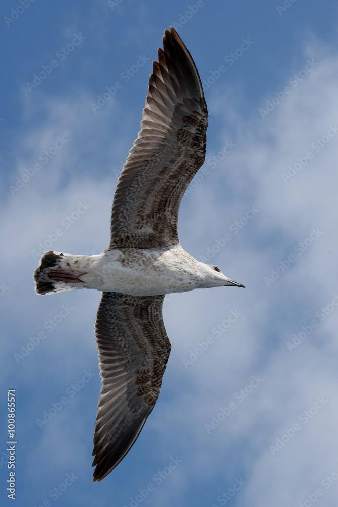 Fototapeta premium European Herring Gull, Larus argentatus