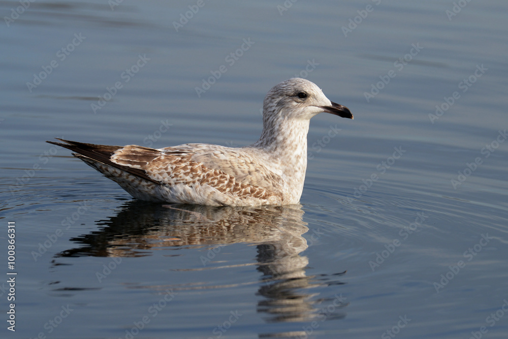 European Herring Gull, Larus argentatus