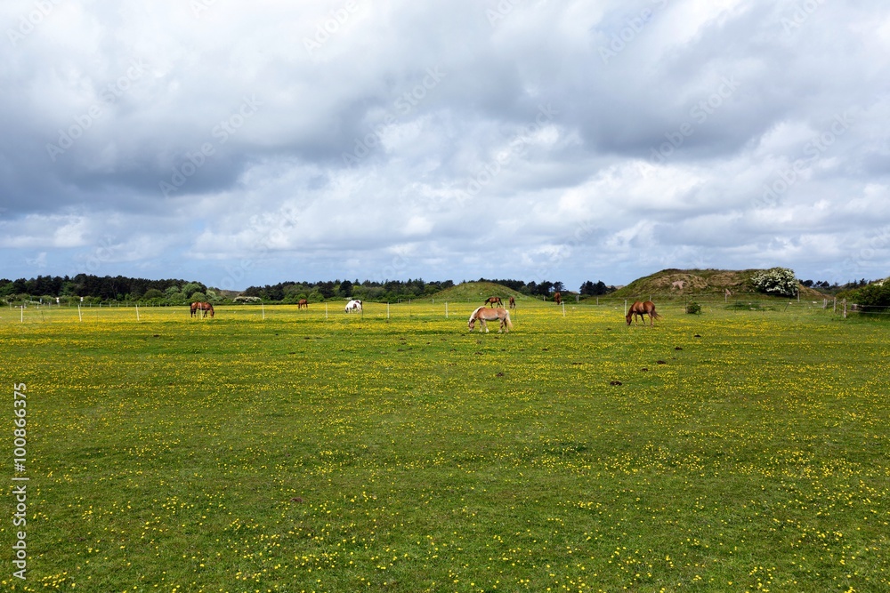 Fototapeta premium Strong wind on Sylt 