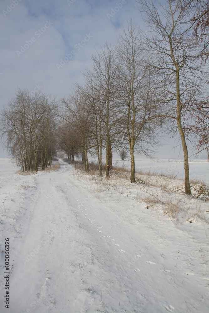 Obraz premium Winter landscape