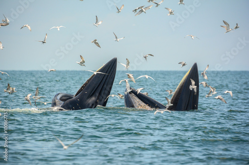 Whale mother and son are hunting anchovy in Bangtaboon bay, Thailand.  While seagulls flying around for robbing them to eat fish Kratak.  Tourists come to enjoy for watching whales
