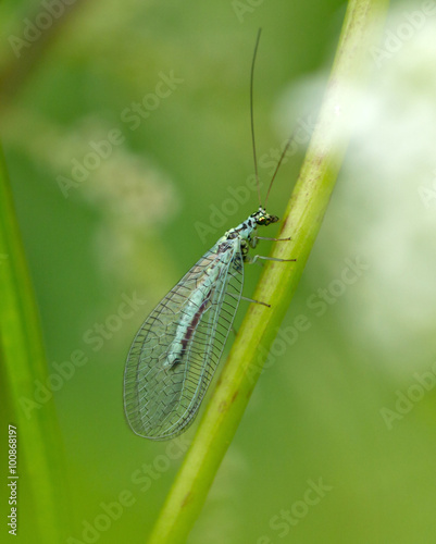 Lacewing (chrysopidae)
