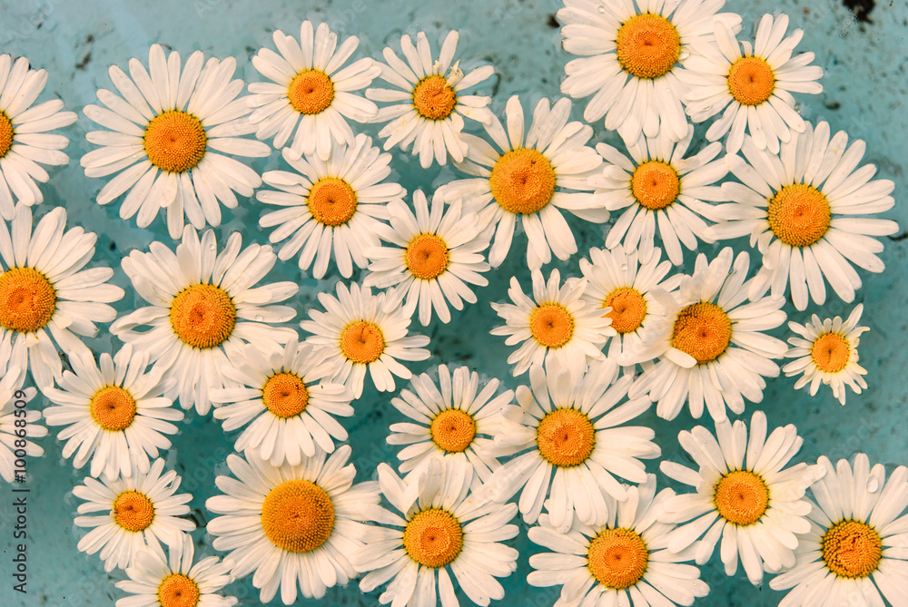 flower floating in water flower floating in water